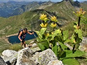02 Estese fioriture di Gentiana punctata (Genziana maculata) salendo dal Lago Moro in Corno Stella